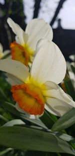 Close-up of white flower