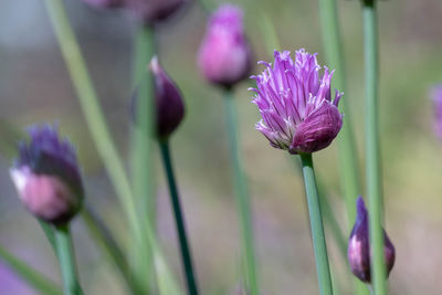 Close-up of purple flowering plant