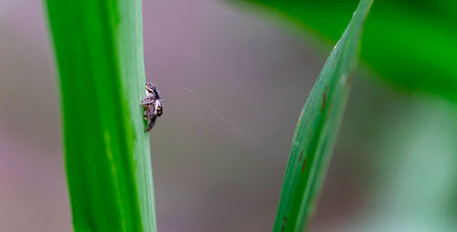 Close-up of insect on plant