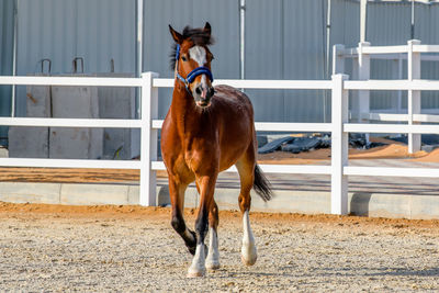 Horse standing in ranch