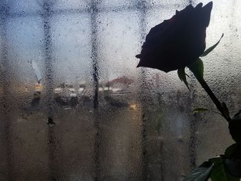 Close-up of wet glass window