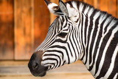 Close-up of zebra