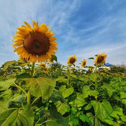 Close-up of sunflower on field against sky