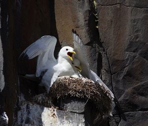 View of birds in nest