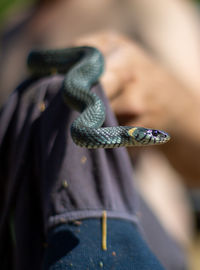 Close-up of a grass snake