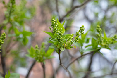 Close-up of fresh green plant