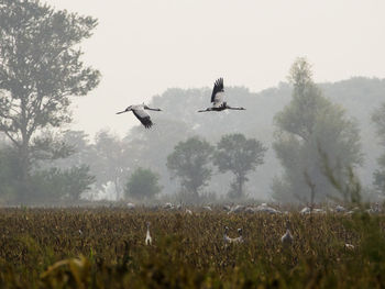 Bird flying over a field