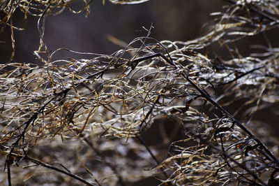 Close-up of dried plants