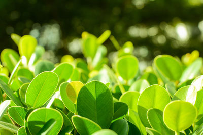 Close-up of green leaves