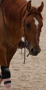 Close-up of a horse