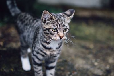 Close-up of cat on field