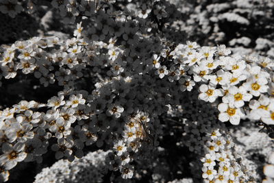 Close-up of white flowering plant in winter