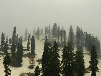 Panoramic view of trees against clear sky