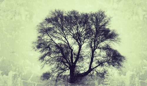 Bare trees against sky