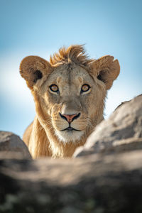 Close-up lioness looking away
