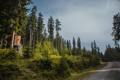 Road amidst trees in forest against sky