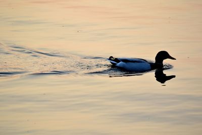 Duck swimming on lake