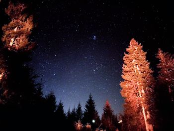 Low angle view of trees against sky at night