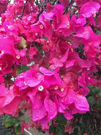 Close-up of pink bougainvillea blooming on tree