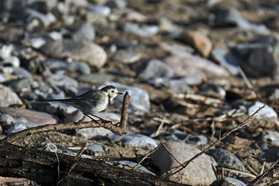 Close-up of bird perching on wood
