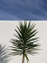 Low angle view of palm tree against sky