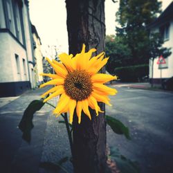 Close-up of yellow flower blooming outdoors