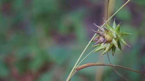 Close-up of wilted plant