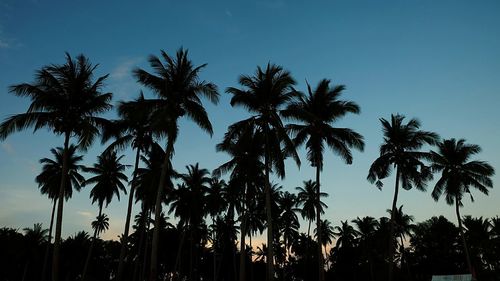Low angle view of palm trees against blue sky