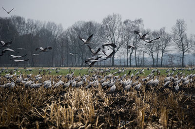 Bare trees on field against sky during winter