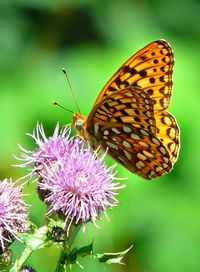 Close-up of butterfly pollinating on thistle