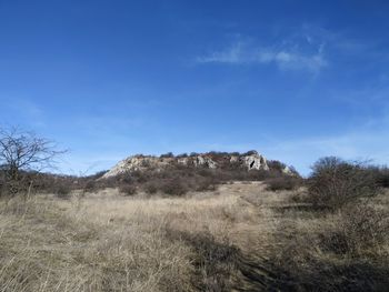 Trees on field against blue sky