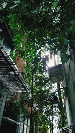 Low angle view of trees and plants