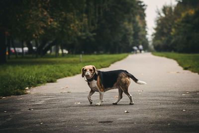 Dog walking on road in city