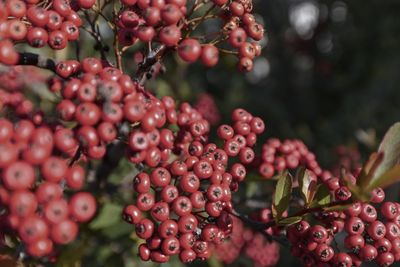 Close-up of red berries growing on tree