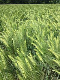 Full frame shot of wheat field