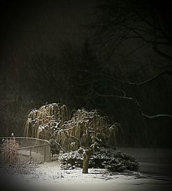 Bare tree against sky during winter at night