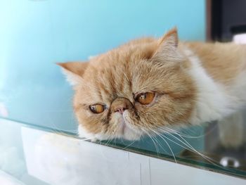 Close-up portrait of old cat with tired eyes.