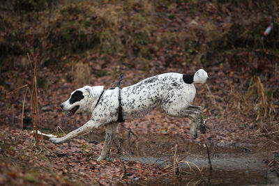 Dog on land in forest