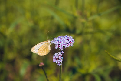 Close-up of butterfly on purple flower