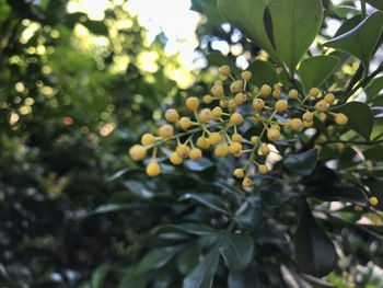 Close-up of fruits growing on tree