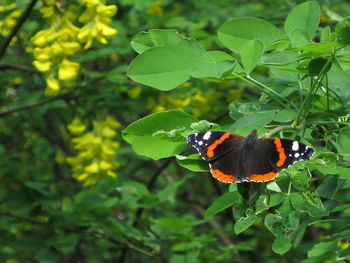 Close-up of butterfly perching on plant