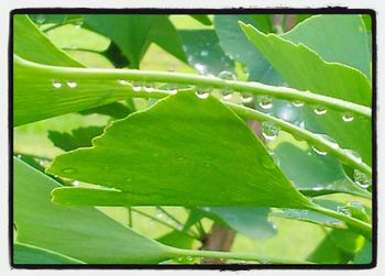 Close-up of leaves