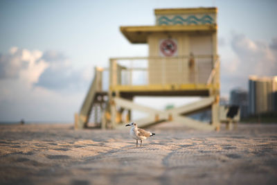 Seagull on a beach