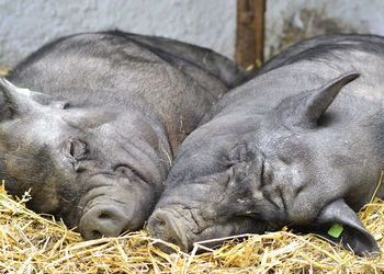Pigs sleeping on hay at farm