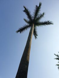 Low angle view of coconut palm tree against clear blue sky