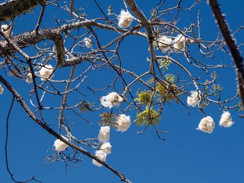 Low angle view of cherry blossoms against blue sky