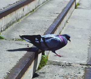 High angle view of bird perching on retaining wall