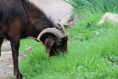 Close-up of horse grazing on field