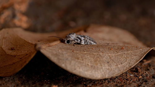 Close-up of lizard on wood