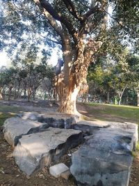 Scenic view of trees against sky